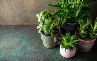 the-magic-of-houseplants-part-1:-love